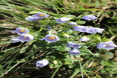 Exacum atropurpureum